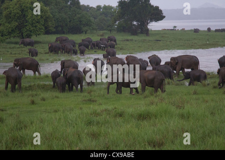 Elefanten im Regen, Minneriya, Sri Lanka Stockfoto