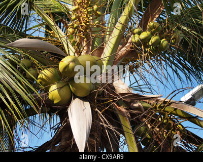 Konstruktion mit Palmen Bäume und Blätter, Palomino, Guajira, Kolumbien, Südamerika Stockfoto