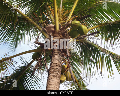 Konstruktion mit Palmen Bäume und Blätter, Palomino, Guajira, Kolumbien, Südamerika Stockfoto