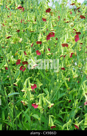 Nicotiana Tinkerbell F 1 Stockfoto