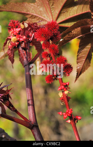 Wunderbaumes Ricinus communis Stockfoto