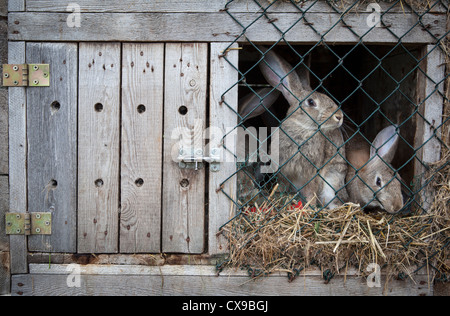 Kaninchen in einem hölzernen Hutch. Stockfoto
