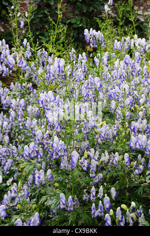 Aconitum Cammarum Bicolor Stockfoto