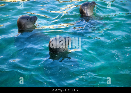 Drei gemeinsame / (Phoca Vitulina) Seehunde Schwimmen im Aquarium bei Hunstanton Sealife Reisfeldterrassen Stockfoto