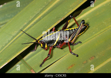 Östlichen Lümmel Grasshopper, Georgia Thumper, Romalea Microptera, Nymphe Stockfoto