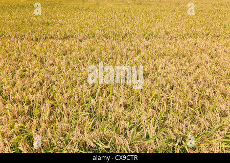 Reisfeld in South Louisiana geerntet werden Stockfoto