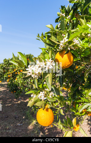 Orangen wachsen in einem Orangenhain in Kreta, griechische Inseln Stockfoto