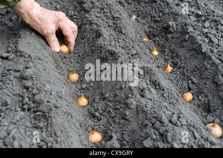 Pflanzung einer Zwiebel im Gemüsegarten Stockfoto