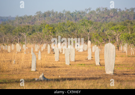 Magnetischen Termitenhügel, Litchfield Nationalpark, Northern Territory Stockfoto