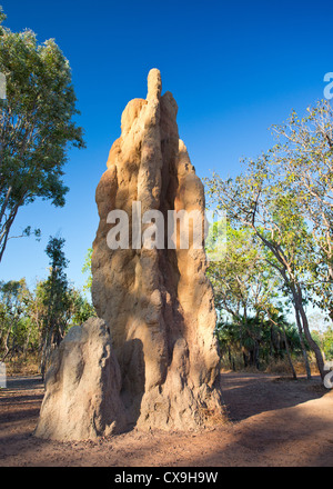 Riesige Termite Mound, Litchfield Nationalpark, Northern Territory Stockfoto