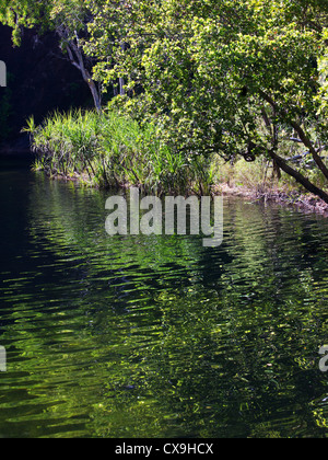 Pflanzen und Vegetation rund um das Wasser am Wangi Falls, Litchfield Nationalpark, Northern Territory Stockfoto