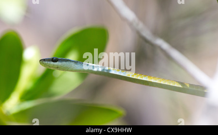 Golden Tree Snake, Dendrelaphis Punctulata, Litchfield Nationalpark, Northern Territory Stockfoto