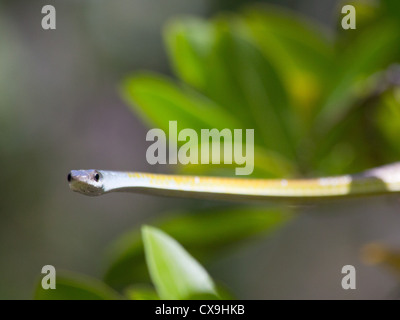 Golden Tree Snake, Dendrelaphis Punctulata, Litchfield Nationalpark, Northern Territory Stockfoto