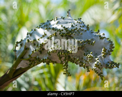 Grün-Ameisen-Nest, Oecophylla Smaragdina, Litchfield Nationalpark, Northern Territory Stockfoto