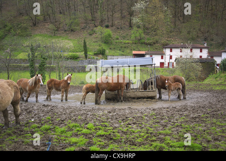 Pferde standen in einem Feld von Schlamm. Frankreich. Stockfoto