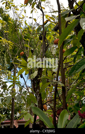 Antillen Cabosse Kakao karibisches Essen Französisch Obst Guadeloupe Heimat der Schokolade la Maison du Chocolat Pointe noire Stockfoto