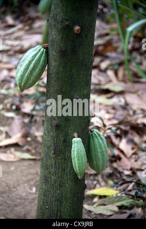 Antillen Cabosse Kakao karibisches Essen Französisch Obst Guadeloupe Heimat der Schokolade la Maison du Chocolat Pointe noire Stockfoto