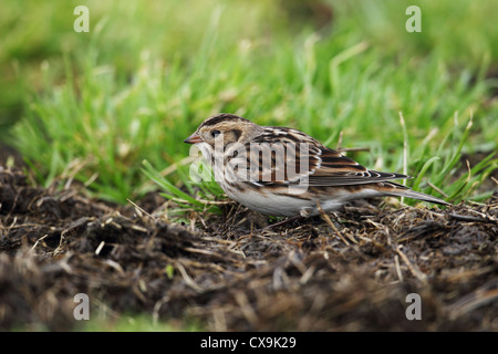 Lappland Bunting (Lappland Longspur) Calcarius Lapponicus, Shetland Islands, Schottland, Großbritannien Stockfoto