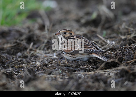 Lappland Bunting (Lappland Longspur) Calcarius Lapponicus, Shetland Islands, Schottland, Großbritannien Stockfoto