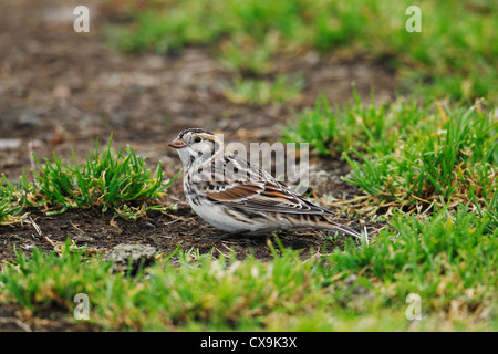 Lappland Bunting (Lappland Longspur) Calcarius Lapponicus, Shetland Islands, Schottland, Großbritannien Stockfoto