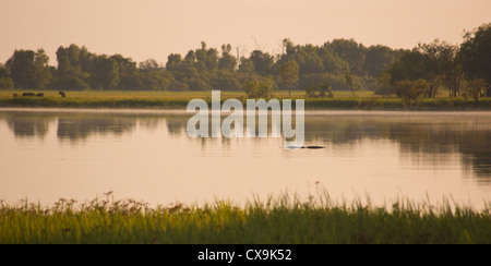 Salz Wasser Krokodil, Crocodylus Porosus, im Fluss bei Yellow Water, Kakadu-Nationalpark, Northern Territory Stockfoto