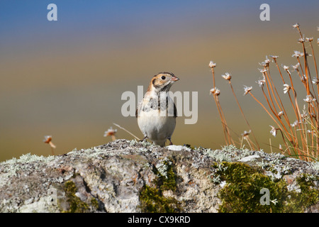 Lappland Bunting (Lappland Longspur) Calcarius lapponicus Stockfoto