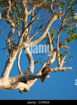 Whistling Kite, Haliastur Sphenurus, sitzt in einem Baum, Kakadu-Nationalpark, Northern Territory, Australien Stockfoto