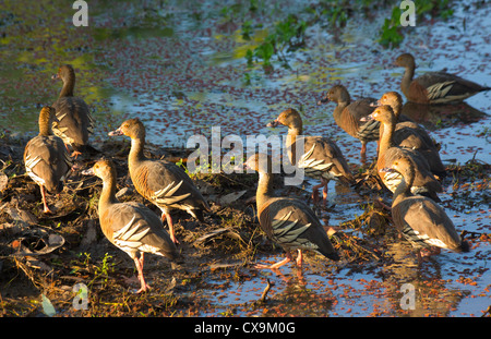 Herde von Plumed Pfeifen Enten, Dendrocygna Eytoni, Kakadu National Park, Australien Stockfoto