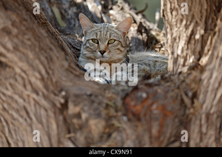 Porträt von eine afrikanische Wildkatze (Felis Silvestris Lybica), Kalahari-Wüste, Südafrika Stockfoto