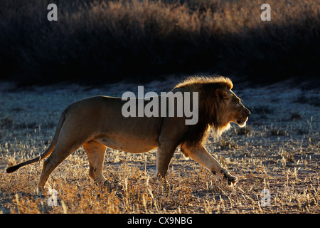 Großen männlichen Kalahari Löwen im Flussbett wandern. Stockfoto