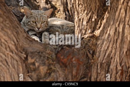 Porträt von eine afrikanische Wildkatze (Felis Silvestris Lybica), Kalahari-Wüste, Südafrika Stockfoto
