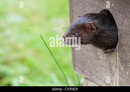 Amerikanischer Nerz (Mustela Vison) Stockfoto