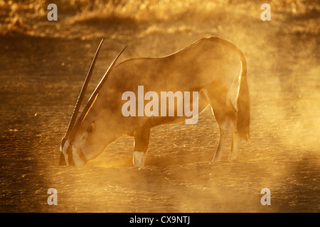 Oryx-Antilopen (Oryx Gazella), Kalahari-Wüste, Südafrika Stockfoto