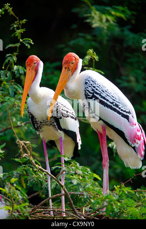 Bemalte Störche, Keoladeo National Park, Rajasthan, Indien Stockfoto