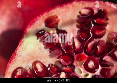 Punica Granatum oder Granatapfel Stockfoto