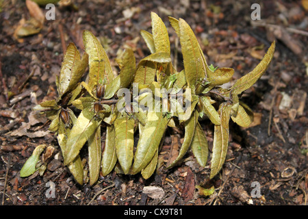 Samen europäischen Hainbuche Carpinus betulus Stockfoto