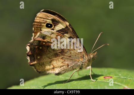 Gesprenkelte Holz Pararge aegeria Stockfoto