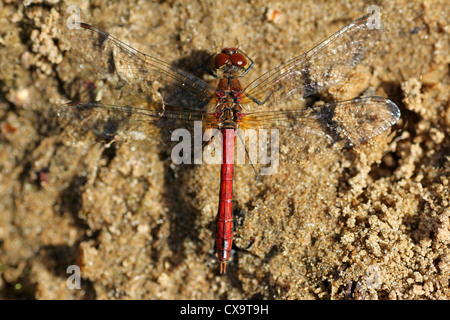 Ruddy Darter, Sympetrum Sanguineum männlich Stockfoto