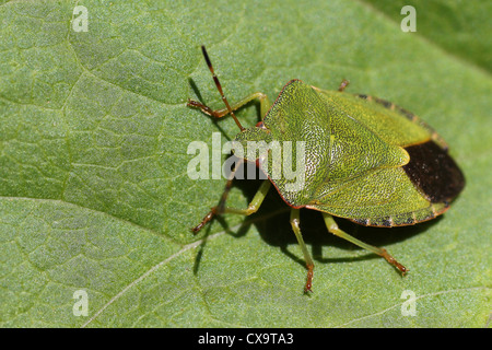 Erwachsenen Green Shield Bug Palomena prasina Stockfoto