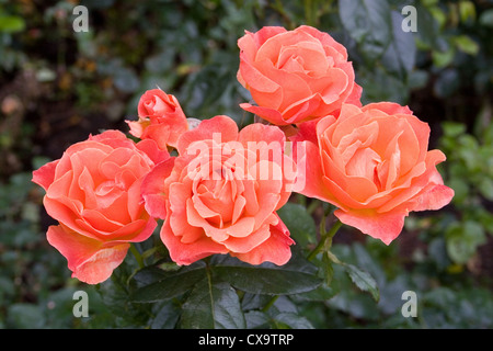 Floribunda Rose - Rosa Fellowship Stockfoto