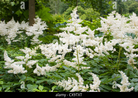 Astilbe Lilliput, manchmal bekannt als "falsche Ziege Bart" Stockfoto