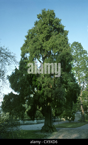 Westlichen Himalaya (Bhutan) Zypresse Cupressus Torulosa (Cupressaceae) Stockfoto