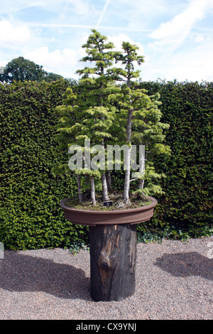 bambus schwarzenfeld Schwarzer Bambus (Phyllostachys nigra) | 150-175 cm im Topf