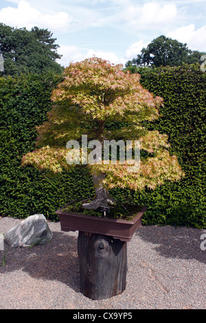 BONSAI ACER PALMATUM. AHORN. 80 JAHRE ALT. Stockfoto