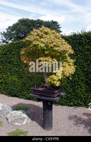 BONSAI ACER PALMATUM. AHORN. 80 JAHRE ALT. Stockfoto