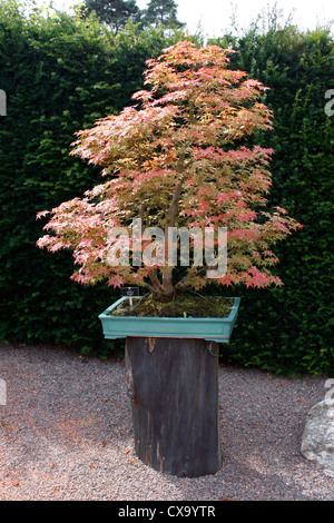 BONSAI ACER PALMATUM DESHOJO. AHORN. 65YEARS ALT Stockfoto