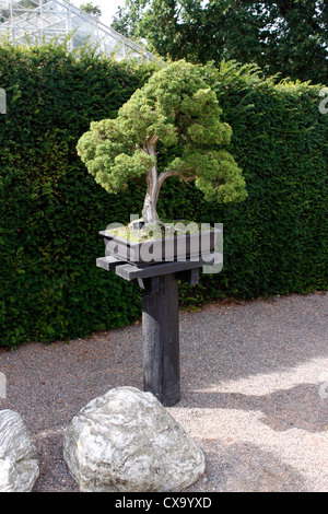 JUNIPERUS CHINENSIS BONSAI. CHINESISCHE WACHOLDER. 70 JAHRE ALT. Stockfoto