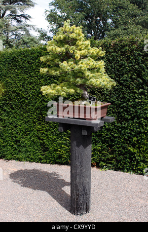 BONSAI PINUS PARVIFLORA. JAPANISCHE WEYMOUTHS-KIEFER. 50 JAHRE ALT. Stockfoto