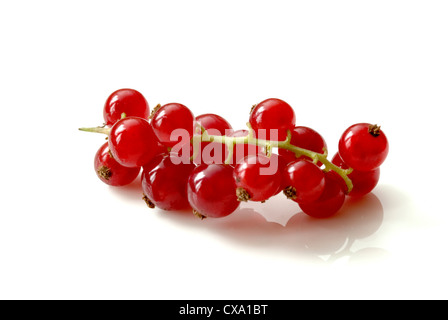 Rote Johannisbeeren auf einem Whtie Hintergrund Stockfoto