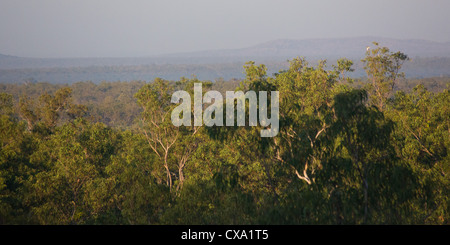 Blick auf den Wald rund um Nourlangie Rock, Kakadu-Nationalpark, Northern Territory Stockfoto